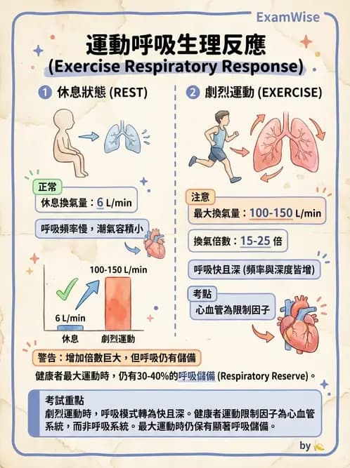 物治 - 呼吸解剖、生理與力學 - AI 圖文解析預覽