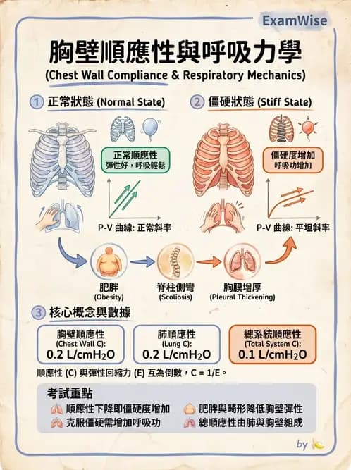 物治 - 呼吸解剖、生理與力學 - AI 圖文解析預覽