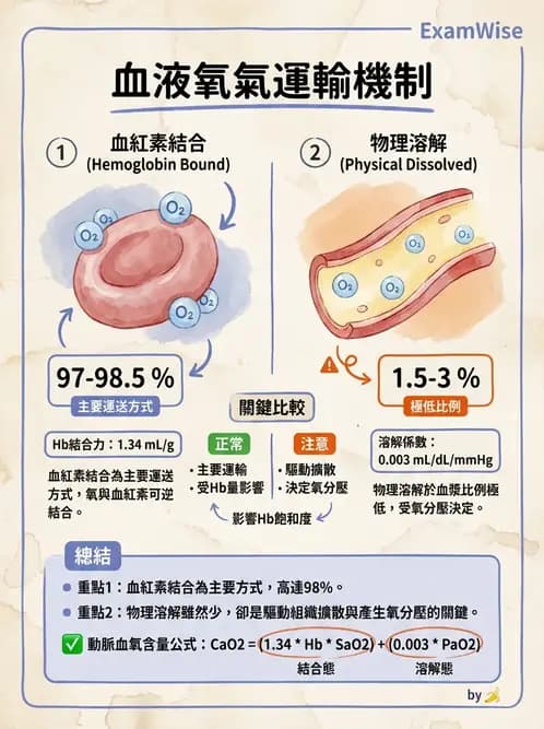 物治 - 呼吸解剖、生理與力學 - AI 圖文解析預覽