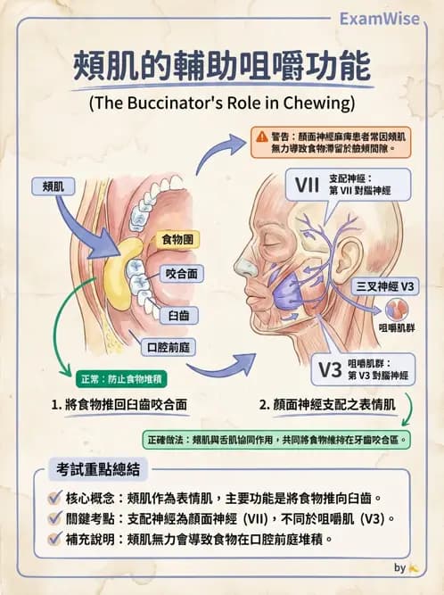 物治 - 上肢與頭頸肌肉解剖 - AI 圖文解析預覽