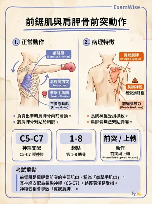 物治 - 上肢與頭頸肌肉解剖 - AI 圖文解析預覽