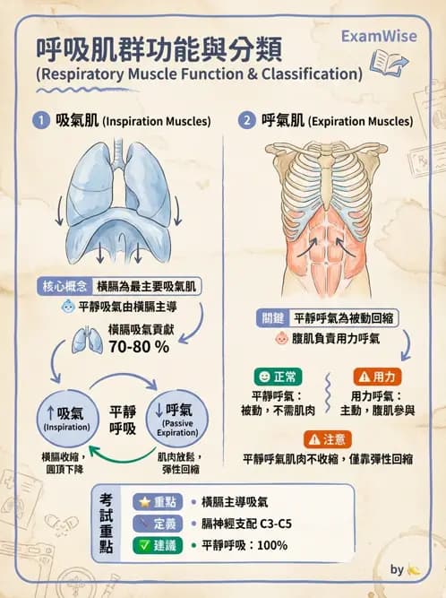 物治 - 軀幹與下肢肌肉解剖 - AI 圖文解析預覽
