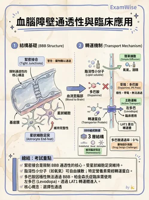 物治 - 中樞神經系統解剖 - AI 圖文解析預覽