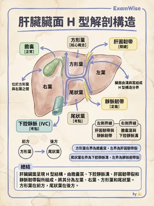 物治 - 消化泌尿生殖系統解剖 - AI 圖文解析預覽