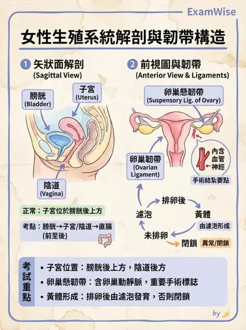 物治 - 消化泌尿生殖系統解剖 - AI 圖文解析預覽