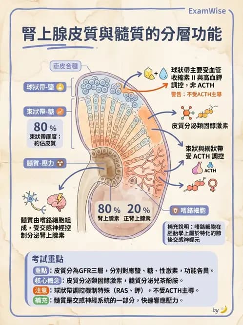 物治 - 內分泌與皮膚解剖 - AI 圖文解析預覽