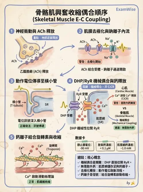物治 - 肌肉收縮與纖維特性 - AI 圖文解析預覽