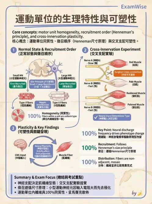 物治 - 肌肉收縮與纖維特性 - AI 圖文解析預覽