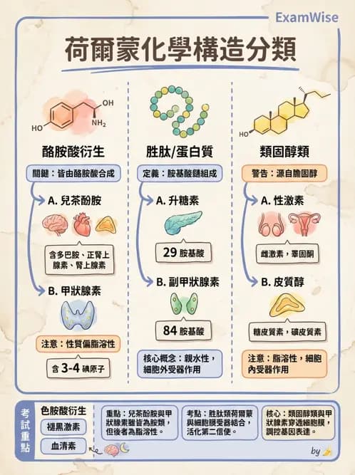 物治 - 內分泌系統生理 - AI 圖文解析預覽