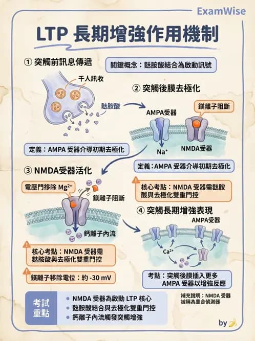 物治 - 神經系統生理 - AI 圖文解析預覽