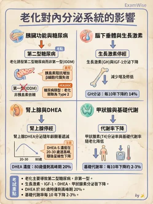 物治 - 內分泌系統生理 - AI 圖文解析預覽
