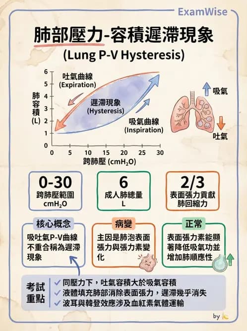 物治 - 呼吸生理 - AI 圖文解析預覽