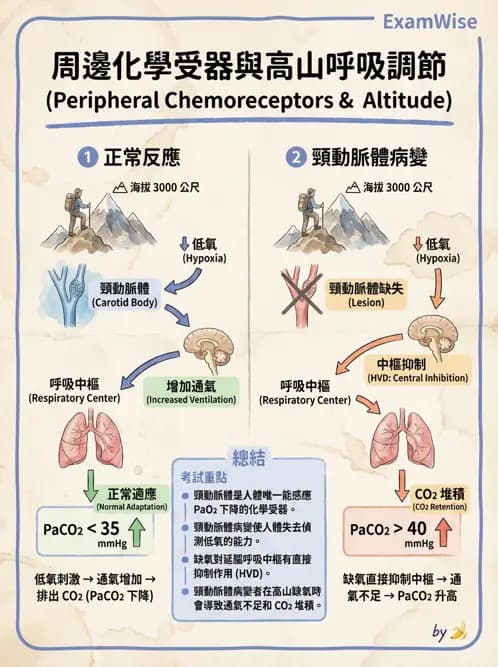 物治 - 運動與環境心肺生理 - AI 圖文解析預覽