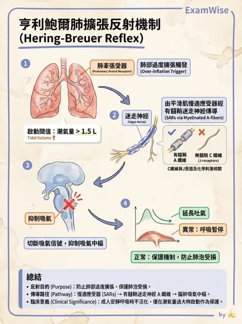 物治 - 呼吸生理 - AI 圖文解析預覽