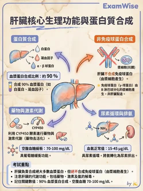 物治 - 消化泌尿系統生理 - AI 圖文解析預覽