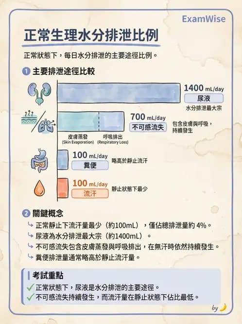 物治 - 消化泌尿系統生理 - AI 圖文解析預覽