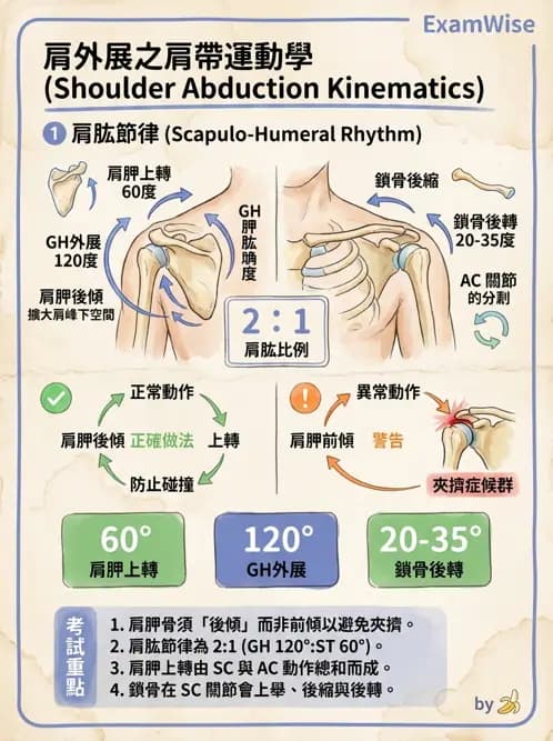 物治 - 肩關節複合體生物力學 - AI 圖文解析預覽