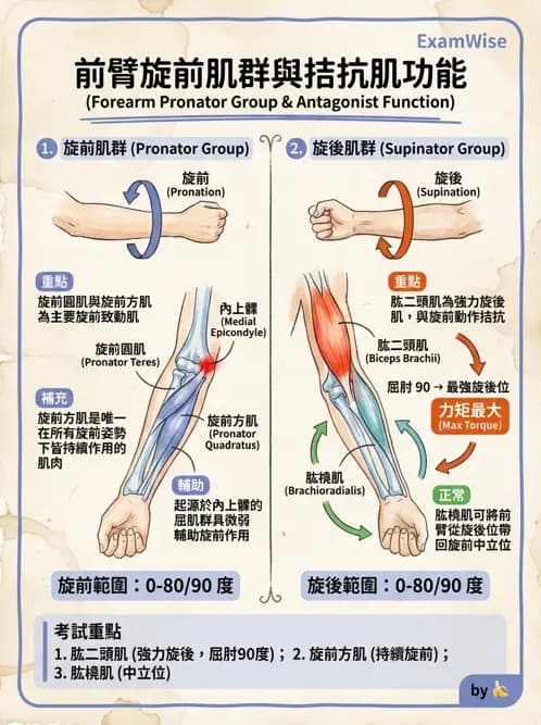 物治 - 肘關節與前臂生物力學 - AI 圖文解析預覽