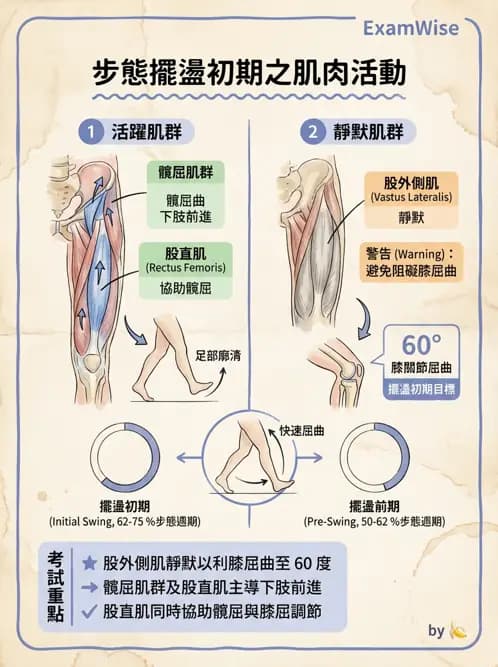 物治 - 步態週期與生物力學 - AI 圖文解析預覽