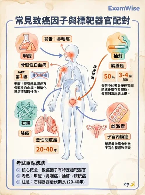 物治 - 腫瘤與其他臨床醫學 - AI 圖文解析預覽