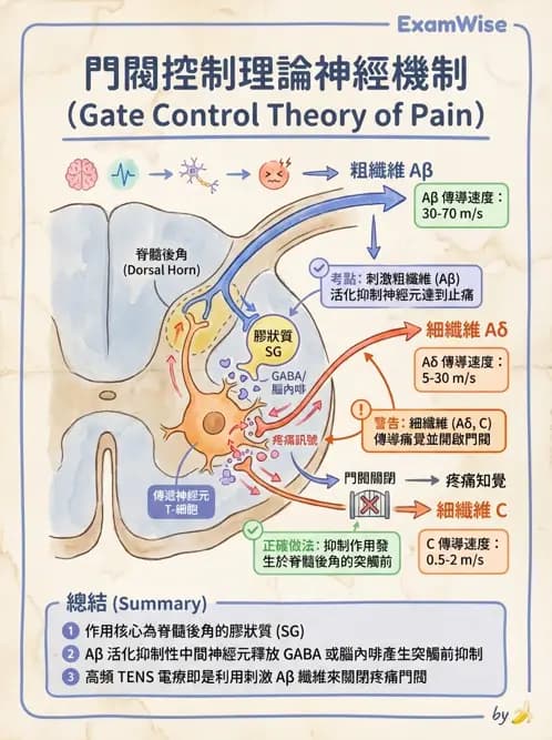 物治 - 經皮電刺激與電療基礎 - AI 圖文解析預覽