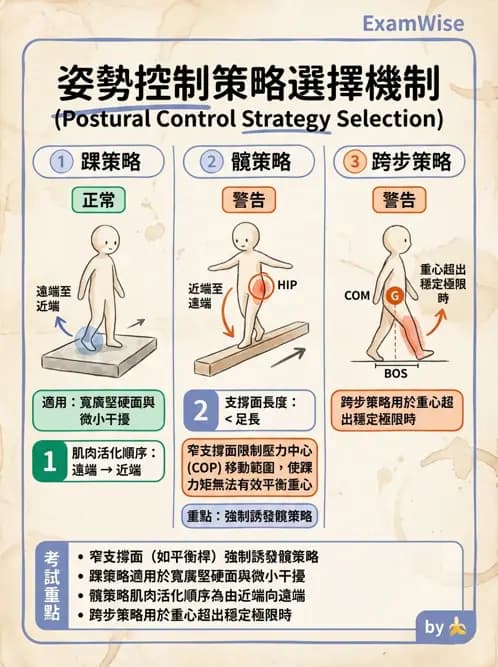 物治 - 動作控制理論 - AI 圖文解析預覽