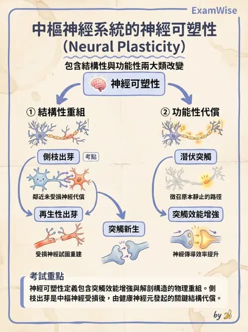 物治 - 神經可塑性 - AI 圖文解析預覽