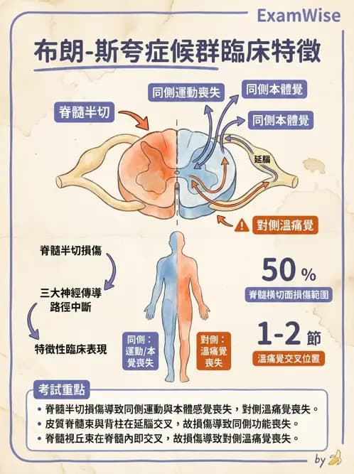 物治 - SCI評估分類與症候群 - AI 圖文解析預覽