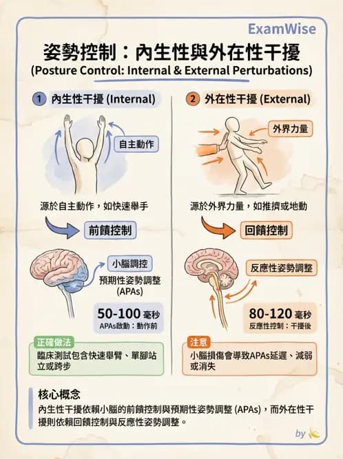 物治 - 小腦疾病物理治療 - AI 圖文解析預覽