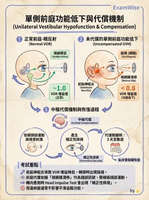 物治 - 前庭系統與前庭復健 - AI 圖文解析預覽