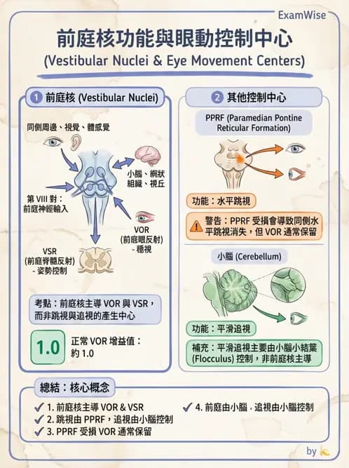物治 - 前庭系統與前庭復健 - AI 圖文解析預覽