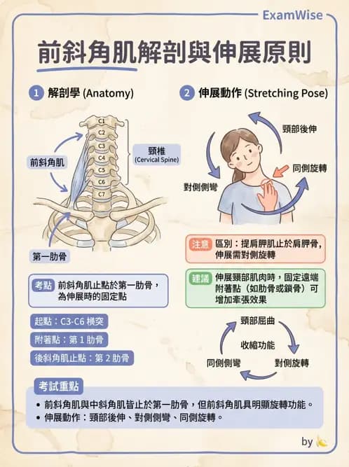 物治 - 頸椎評估與病理 - AI 圖文解析預覽