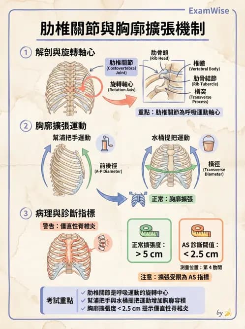 物治 - 胸椎與肋骨 - AI 圖文解析預覽