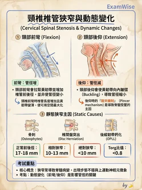 物治 - 頸椎評估與病理 - AI 圖文解析預覽