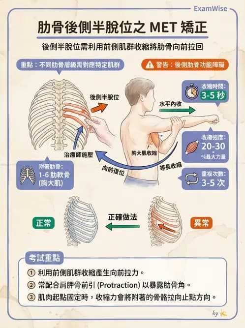 物治 - 胸椎與肋骨 - AI 圖文解析預覽