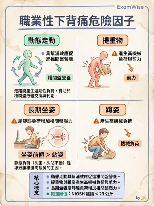 物治 - 腰椎穩定訓練與治療原則 - AI 圖文解析預覽