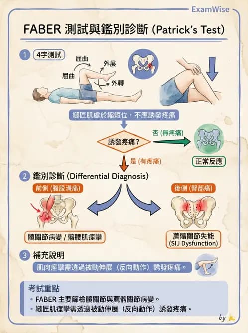 物治 - 薦髂關節評估與治療 - AI 圖文解析預覽