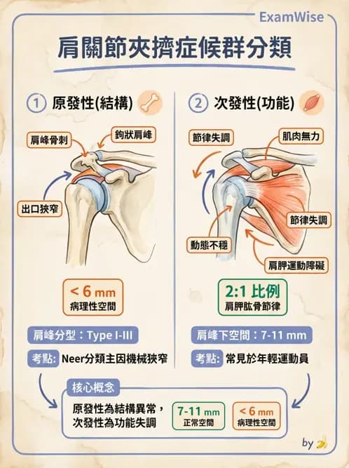 物治 - 肩關節夾擠與旋轉肌袖 - AI 圖文解析預覽