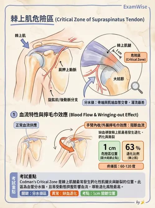 物治 - 肩關節夾擠與旋轉肌袖 - AI 圖文解析預覽