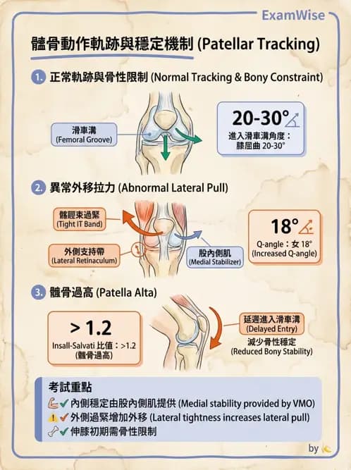 物治 - 髕股關節疼痛與伸展機制 - AI 圖文解析預覽