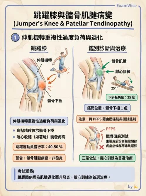 物治 - 髕股關節疼痛與伸展機制 - AI 圖文解析預覽