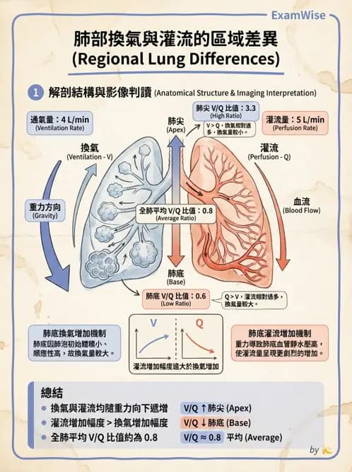 物治 - 呼吸解剖、生理與力學 - AI 圖文解析預覽