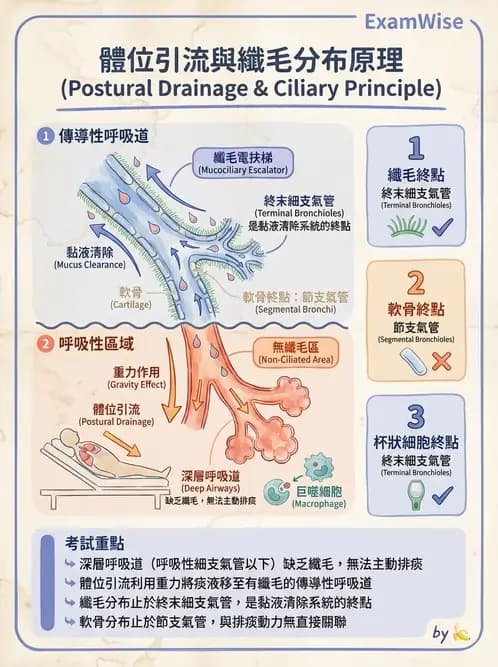 物治 - 氣道廓清與呼吸訓練技術 - AI 圖文解析預覽