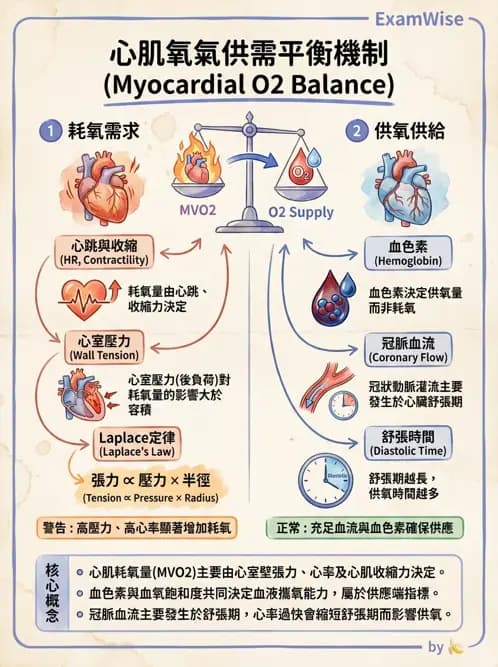 物治 - 循環解剖、生理與血流動力學 - AI 圖文解析預覽