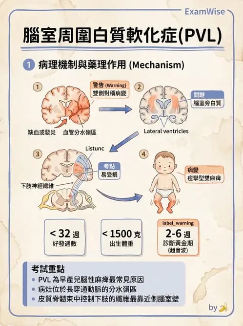 物治 - 腦性麻痺分類、評估與步態 - AI 圖文解析預覽