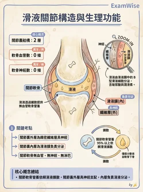 物治 - 骨骼與關節解剖 - AI 圖文解析預覽