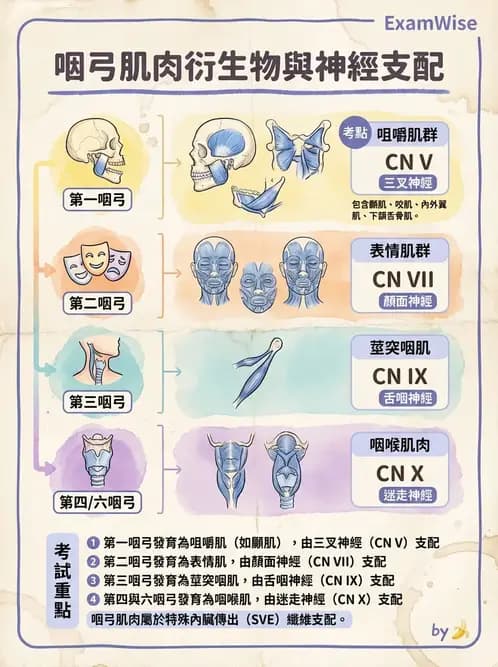 物治 - 上肢與頭頸肌肉解剖 - AI 圖文解析預覽