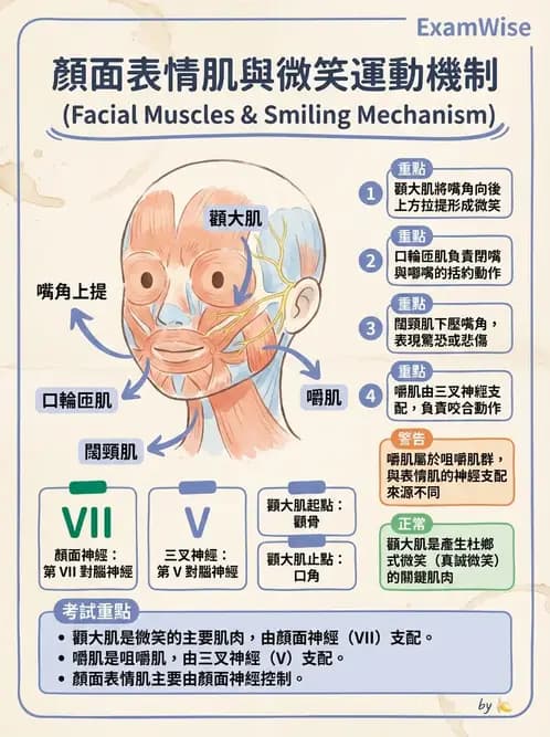 物治 - 上肢與頭頸肌肉解剖 - AI 圖文解析預覽