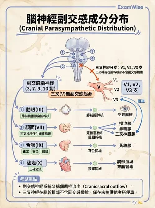 物治 - 腦神經與脊神經解剖 - AI 圖文解析預覽