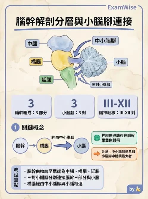 物治 - 中樞神經系統解剖 - AI 圖文解析預覽